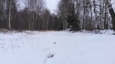Yürüyüşçünün ayakları kış ormanlarında yürüyor. Ormanda hayvanları takip eden bir adam. Yürüyüş Botları 'nda Ayaklar karda yürüyor. Avcının düşük açılı görüntüsü.