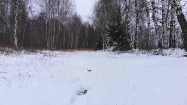 Пешие Прогулки Зимнем Лесу Человек Гуляет Лесу Животными Ноги Туристических — стоковое видео