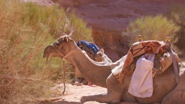 靠近两只约旦骆驼在地标上的热沙滩上歇息 在酷热中等待骑手 — 图库视频影像