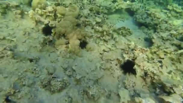 在亚喀巴海滩独自潜水观赏约旦南部海滩的水下野生动物 — 图库视频影像