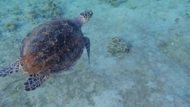 在亚喀巴海滩潜水观看海龟 在约旦南部海滩潜水观看野生动物 在约旦与海龟游客一起游泳 — 图库视频影像