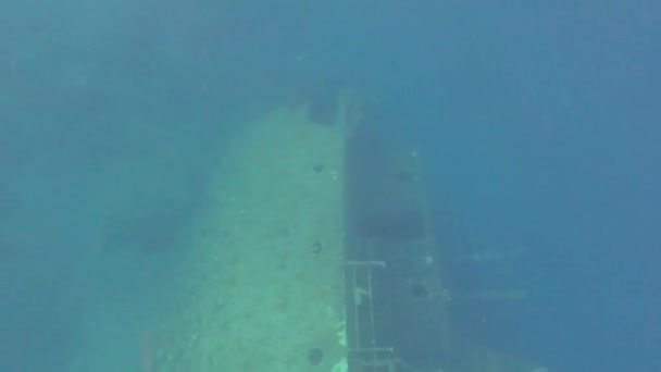 Underwater Dive Snorkeling Clear Water Red Sea Exploring Aqaba South — Vídeo de Stock