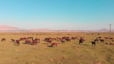 Anadolu Keyseri 'nin orta kesimindeki çayır tarlasında güzel yilki muhteşem atlarının sürüsü duruyor