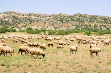 Sheep with beautiful panorama of rainbow mountains.Tusheti sheep with shephards migrate south to Vashlovani for warmer winter