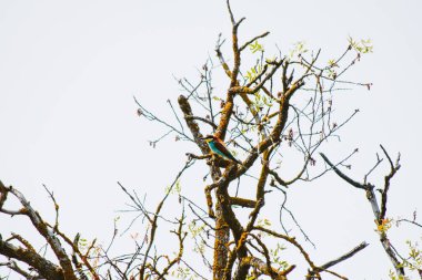 Close up bird on tree branch in spring time. VAshlovani national park flora and fauna in Georgia.Kakheti. Caucasus mountains