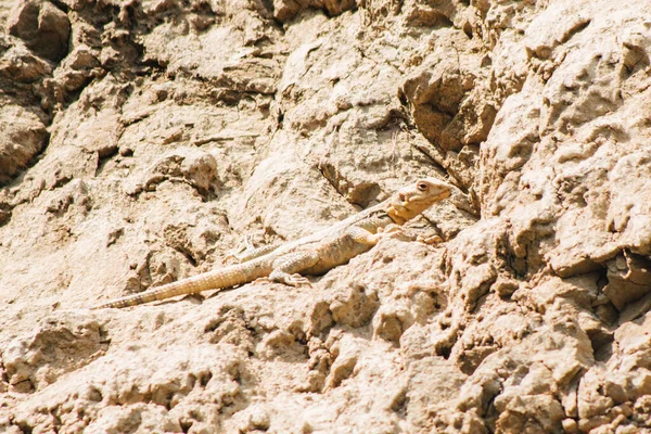 Common Lizard Hide Blends Camouflage Rocks Pantishara Gorge Vashlovani National — Stockfoto