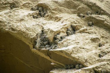 Swallow specie bird nests in VAshlovani national park. Flora fauna in protected areas in Georgia