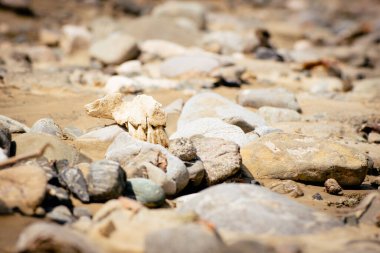 Animal teeth bone lay on rocks isolated. Vashlovani national park protected areas flora and fauna in Georgia