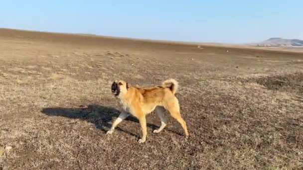 Aggressivi Cani Pastore Campo Proteggere Pecore Circondano Attacco Passanti Attrice — Video Stock