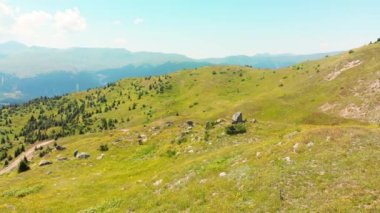 Shuamta, Georgia - 28th july, 2022: Village people in remote mountains pick natural Helichrysum arenarium flower heads for medical use and for sale to pharmaceutic business