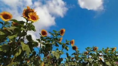 Low angle zoom out view sunflower field in sunny day with clouds pass in clear blue skies. Summer agriculture harvest time-lapse