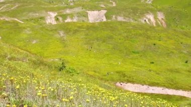 Shuamta, Georgia - 28th july, 2022: Village people in remote mountains pick natural Helichrysum arenarium flower heads for medical use and for sale to pharmaceutic business
