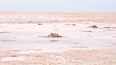 Maharlu Pembe Tuz Gölü 'nü kurulayın. Panoramayı doku ve detaylarla kapatın.