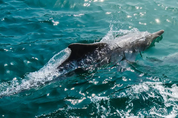 Golfinho Ambiente Natural Dolphin Spotting Assistir Passeios Cruzeiro Oriente Médio — Fotografia de Stock