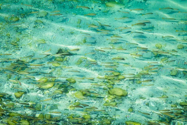 Pesci Nuotano Acque Turchesi Limpide Nel Golfo Persico Medio Oriente — Foto Stock