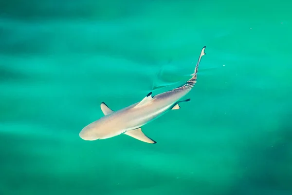 Tubarão Nadar Água Azul Turquesa Clara Golfo Persa — Fotografia de Stock