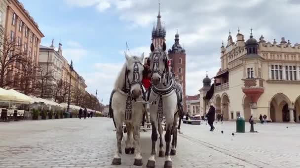 波兰克拉科夫 2023年3月5日 波兰历史名城克拉科夫的中央市场广场上 有两匹漂亮的白马带着旅行车游览 — 图库视频影像