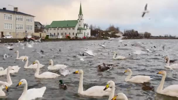 Łabędzie Pływają Jeziorze Tjornin Centrum Reykjaviku Zachodzie Słońca Luterańskim Tłem — Wideo stockowe