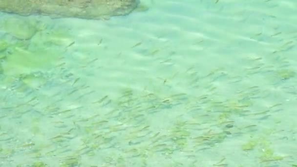 Bela Abundante Com Peixes Turquesa Água Golfo Persa Oriente Médio — Vídeo de Stock