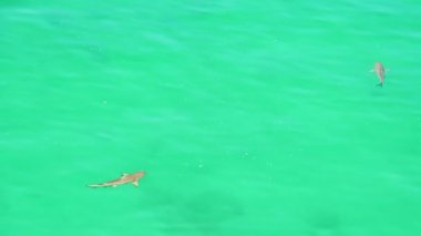 Basra Körfezi 'nde köpekbalığı turkuaz sularda yüzer