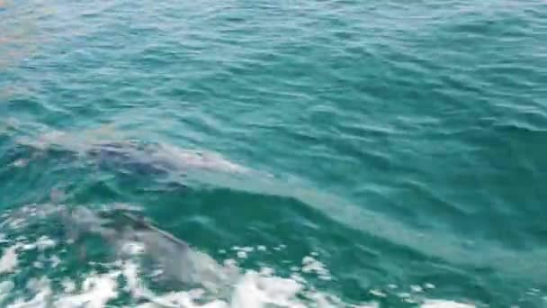 Close Boat Tour Passengers Point View Beautiful Three Dolphins Swim — Stock Video