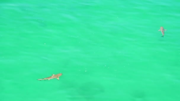 Shark Swim Clear Turquoise Water Persian Gulf — Stock Video