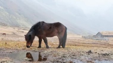 Güzel kahverengi İzlanda at standını kapatın ve karlı koşullarda beslenin. İzlanda 'da Vestrahorn ve Stoksness