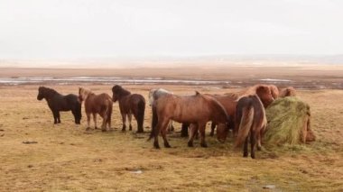 Beyaz kahverengi İzlanda atları otlağın ortasında durur ve baharda İzlanda ovalarında otla beslenirler.