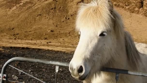 美しい白いアイスランドの馬の顔を閉じる屋外で自然の中で晴れた日に隔離されたフェンスの後ろのフィールド上のカメラを見る — ストック動画