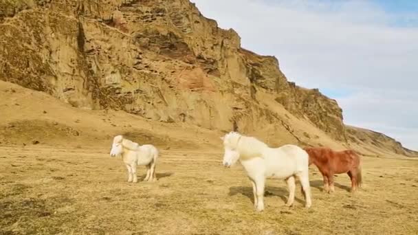 White Brown Icelandic Horses Stands Center Pasture Herd Eat Feed — Stock Video