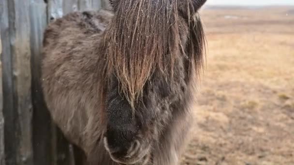 Zblízka Krásné Hnědé Icelandic Kůň Tvář Pohled Kameru Poli Zasněžené — Stock video