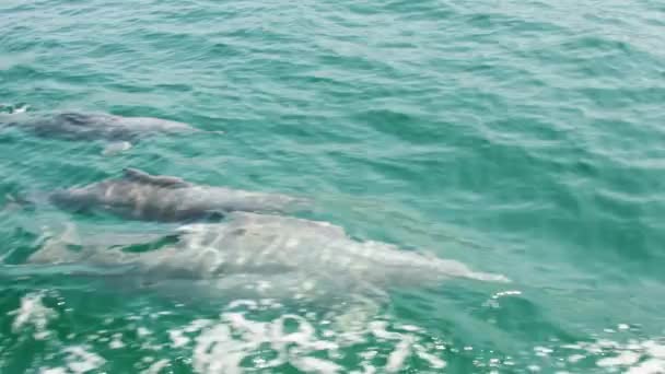 Cinematic Close Group Beautiful Free Playful Wild Dolphins Turquoise Water — Stock Video