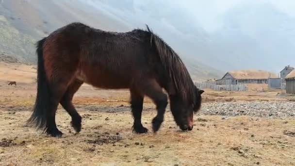 Zavřít Krásné Hnědé Icelandic Koně Stojan Krmit Sněhu Podmínky Vestrahorn — Stock video