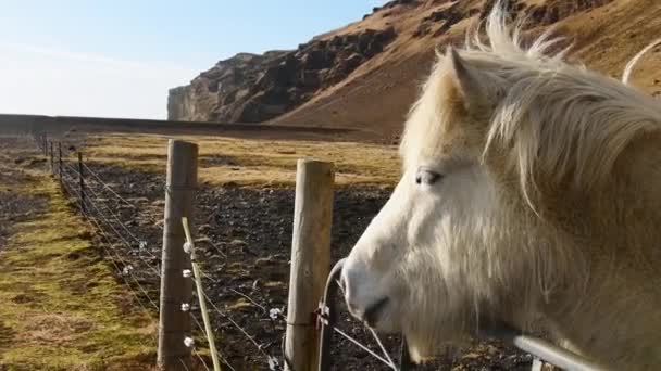 美しい白いアイスランドの馬の顔を閉じる屋外で自然の中で晴れた日に隔離されたフェンスの後ろのフィールド上のカメラを見る — ストック動画