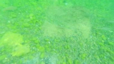 Suyun altında şnorkelle yüzen maskeli erkek adam tatildeyken Orta Doğu Basra Körfezi turkuaz sularında sosyal medya için rekor bir video gönderdi. Turist pov