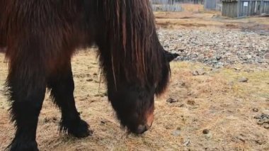 Güzel kahverengi İzlanda at standını kapatın ve karlı koşullarda beslenin. İzlanda 'da Vestrahorn ve Stoksness