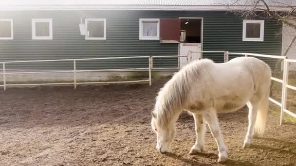 Południowa Islandia Marca 2023 Fridheimar Tomatoe Hodowla Koni Islandzki Koń — Wideo stockowe