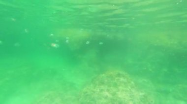 Orta Doğu 'da balık turkuvaz Basra körfezi suyuyla dolu güzel bir yer. Tatil yeri Umman. Umman 'da sualtı dünyası şnorkelle yüzüyor.