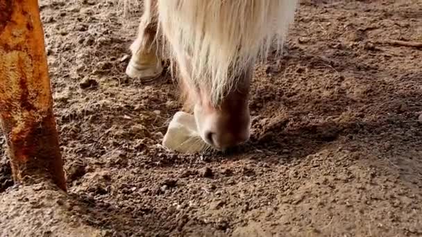 Южная Исландия Марта 2023 Года Лошадь Ест Куб Соли Фридхеймаре — стоковое видео