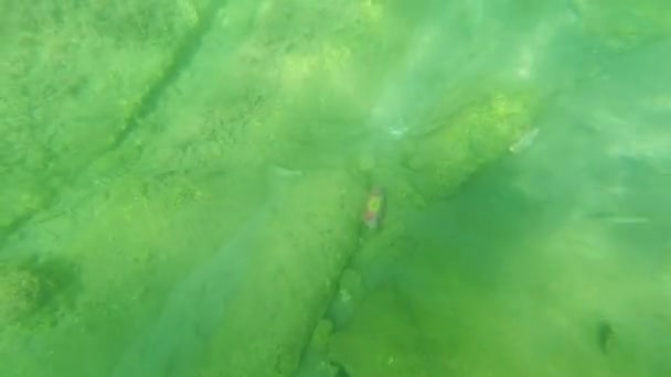 해저에서는 Uae 해안선에 태평양의 지역에서 물고기들 쓰레기와 물에서 헤엄치는 수있다 — 비디오