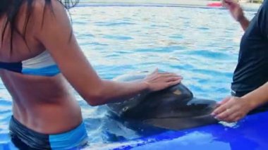 Yunushanede Monica adında sevimli bir yunusa sarılıyorlar. Batumi Georgia Dolphinarium Yunus deneyimi ile yüzüyor