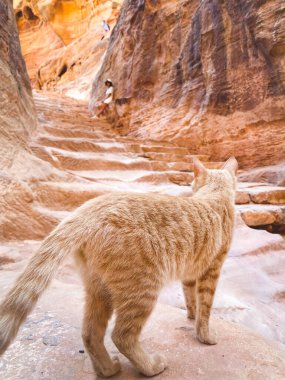 Merdivenlerdeki güzel, meraklı kızıl kedi Petra 'daki turistin etrafına bir bak. Ürdün kültürü ve evcil hayvanlar