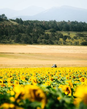 Static view sunflower field and blue tractor ride across field in overcast day outdoors in Georgia country agriculture fields