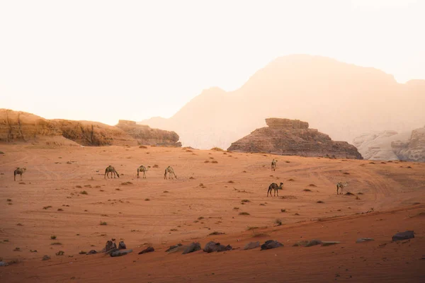 Grupa Wielbłądów Spaceruje Malowniczej Pustyni Wadi Rum Mglistym Pięknym Porannym — Zdjęcie stockowe