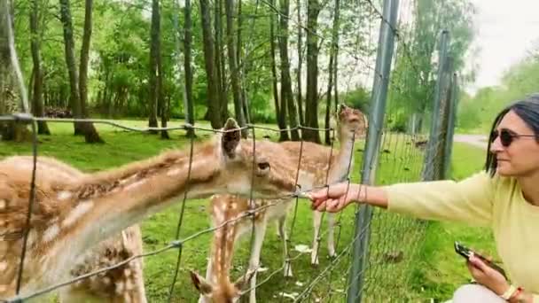 关起来的女游客在立陶宛农村私人农场隔离的栅栏后面喂白的家养鹿 — 图库视频影像