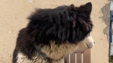 Siyah beyaz kürk karışımının yakın yüzü koyu kahverengi gözlü Sibirya köpeğine ait. Boynunda zincirle dışarıda, doğal bulutlu ışıkta oturuyor.