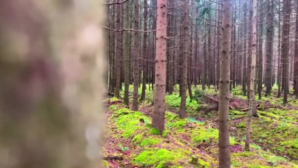 Ponto Vista Primeira Pessoa Soldado Esconde Atrás Espera Árvore Prepare — Vídeo de Stock