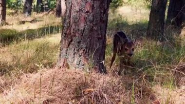 Yavru, vahşi Avrupa kıyısı geyiği. Çam ormanlarında korkmuş ve yalnız. Curonian tükürük ulusal parkında.