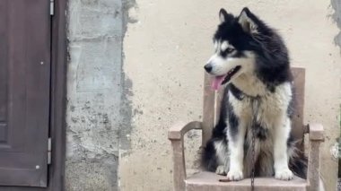 Siyah beyaz kürklü melez, koyu renk gözlü Sibiryalı kurt sürüsü, dışarıdaki duvardan duvara, doğal bulutlu ışıkta oturuyor.