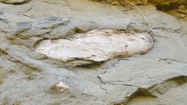 Güney fillerinin fosilleşmiş omuz kemikleri külotlu çorak vadideki kayalarda duruyor. Vashlovani Milli Parkı. Georgia. Tarih öncesi hayvanlar Kafkasya 'da kalır